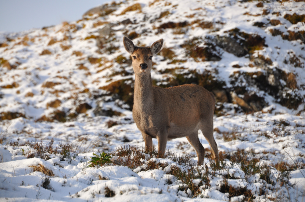 Deer snow