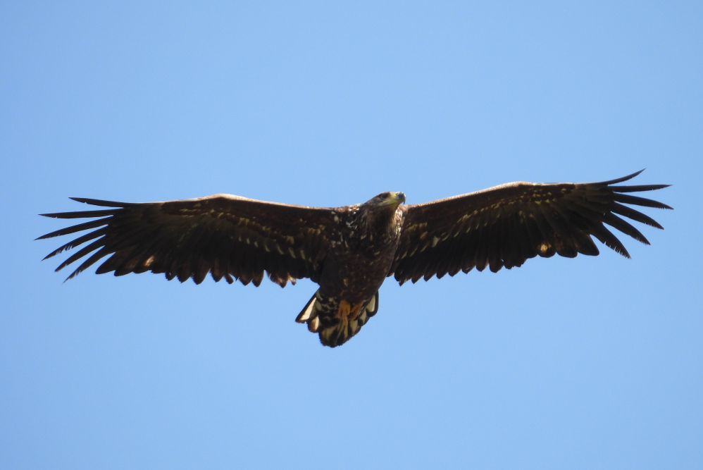 Eagle in flight