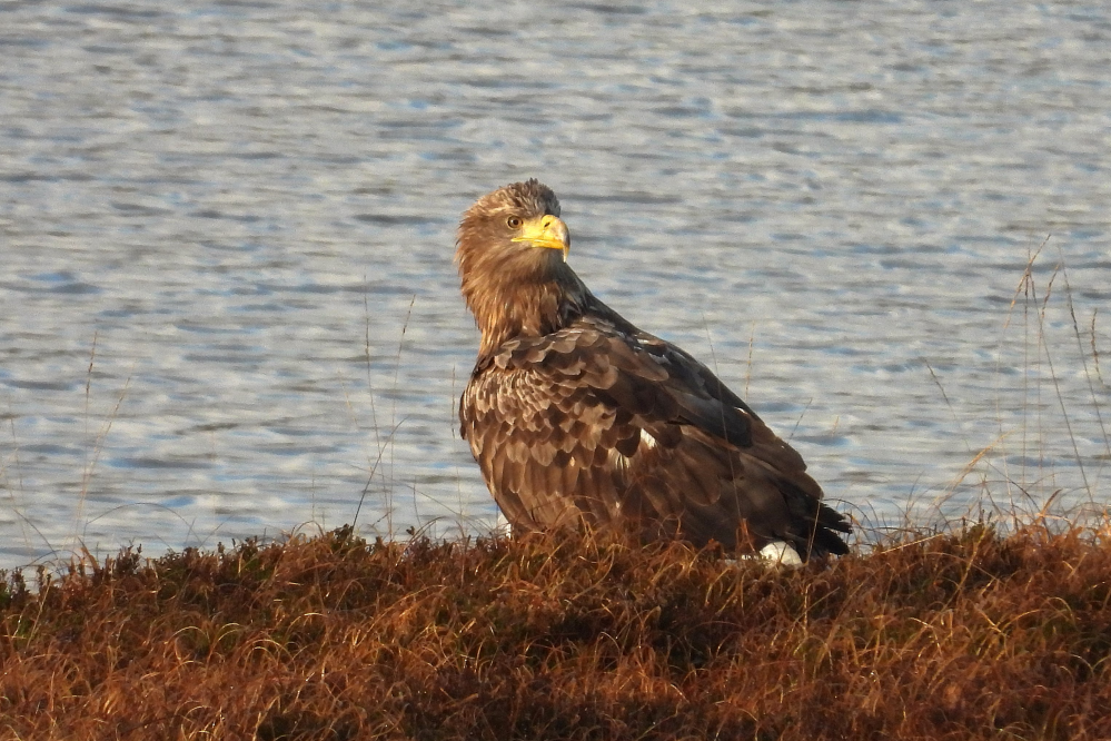 Eagle on shore