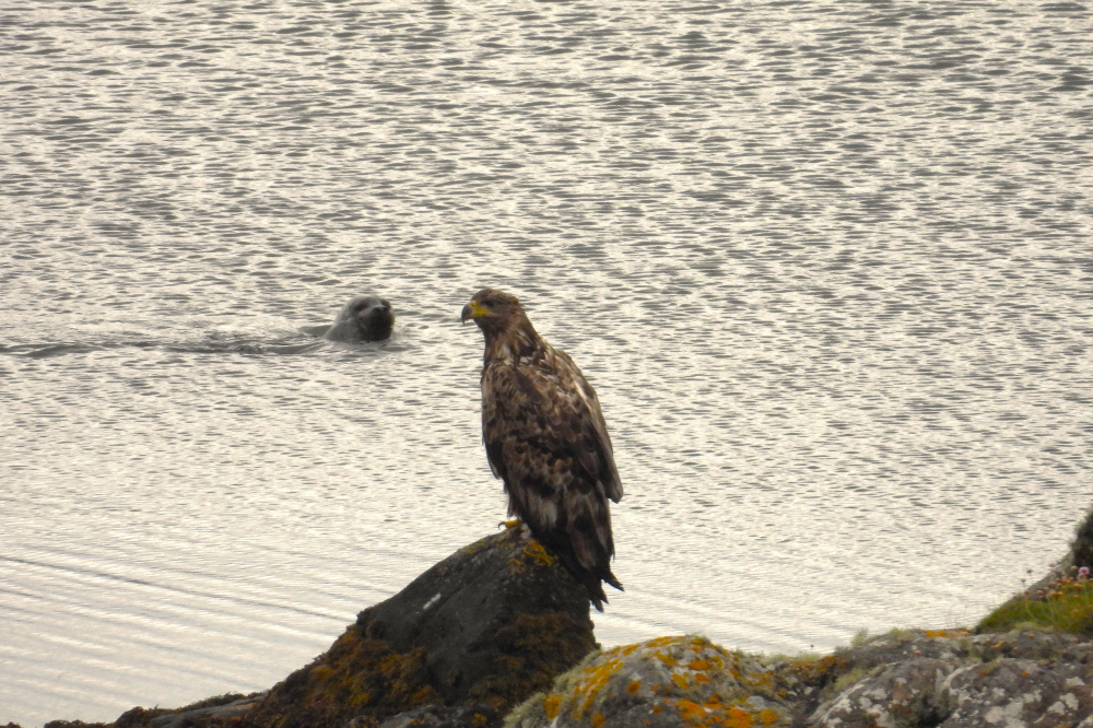 Eagle + otter