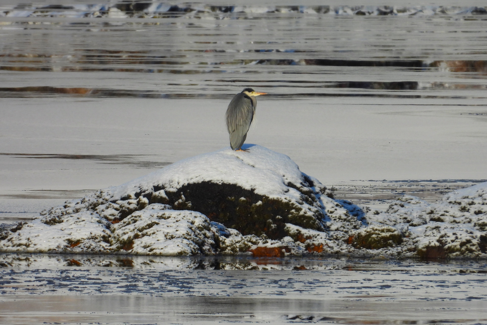 Heron snow