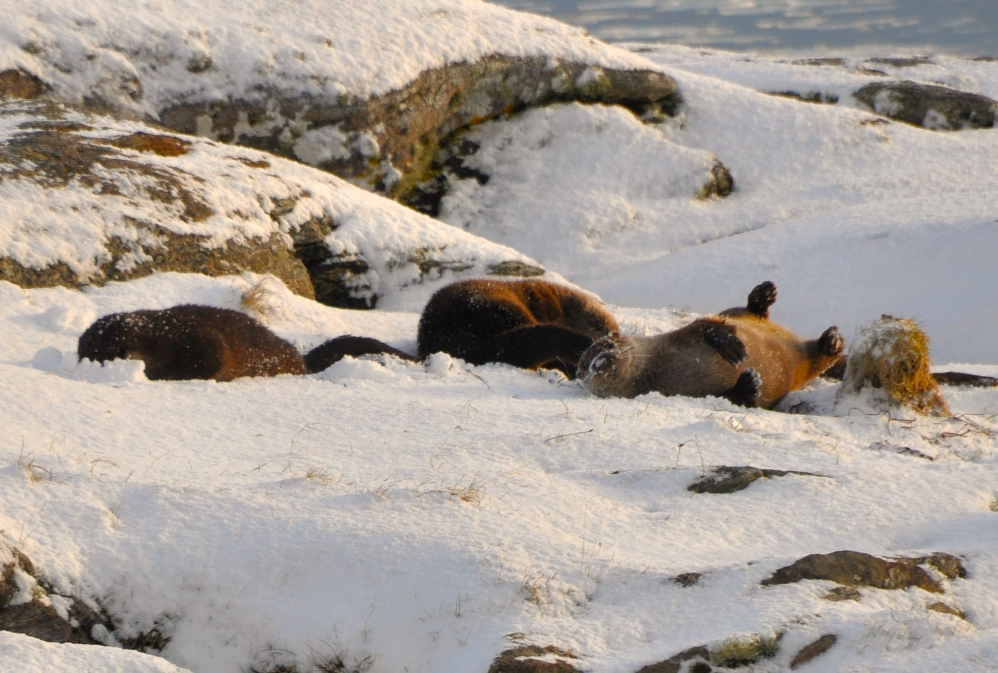 Otter family snow-1