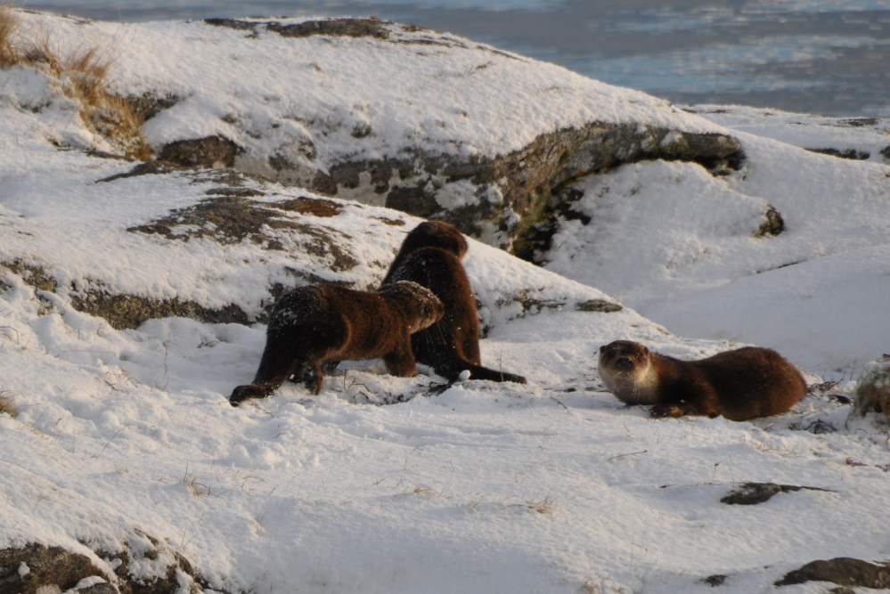 Otter family snow-2