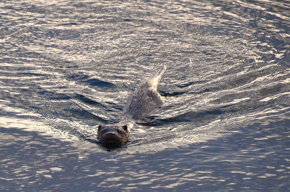 Otter swimming