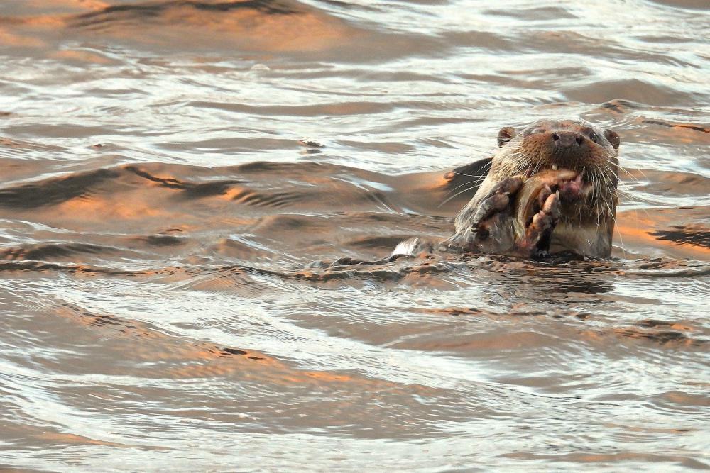 Otter with fish