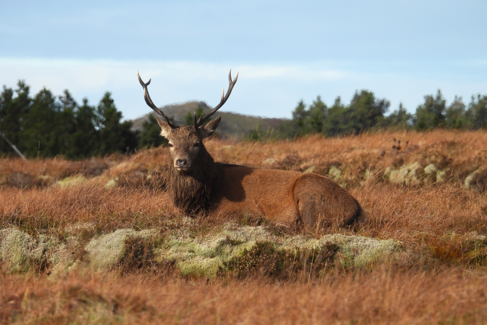 Stag lying