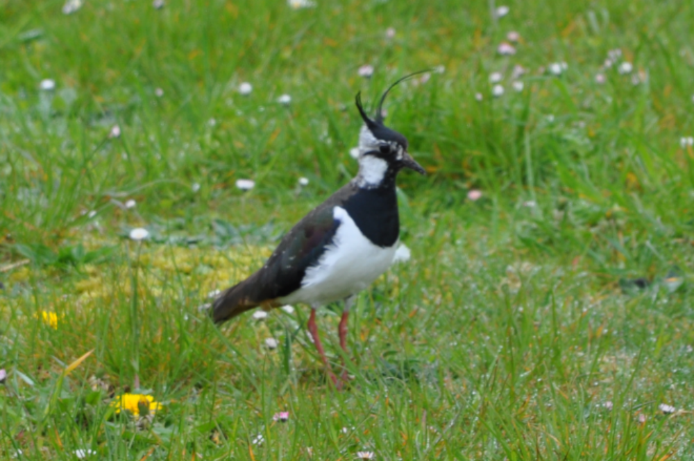 Lapwing