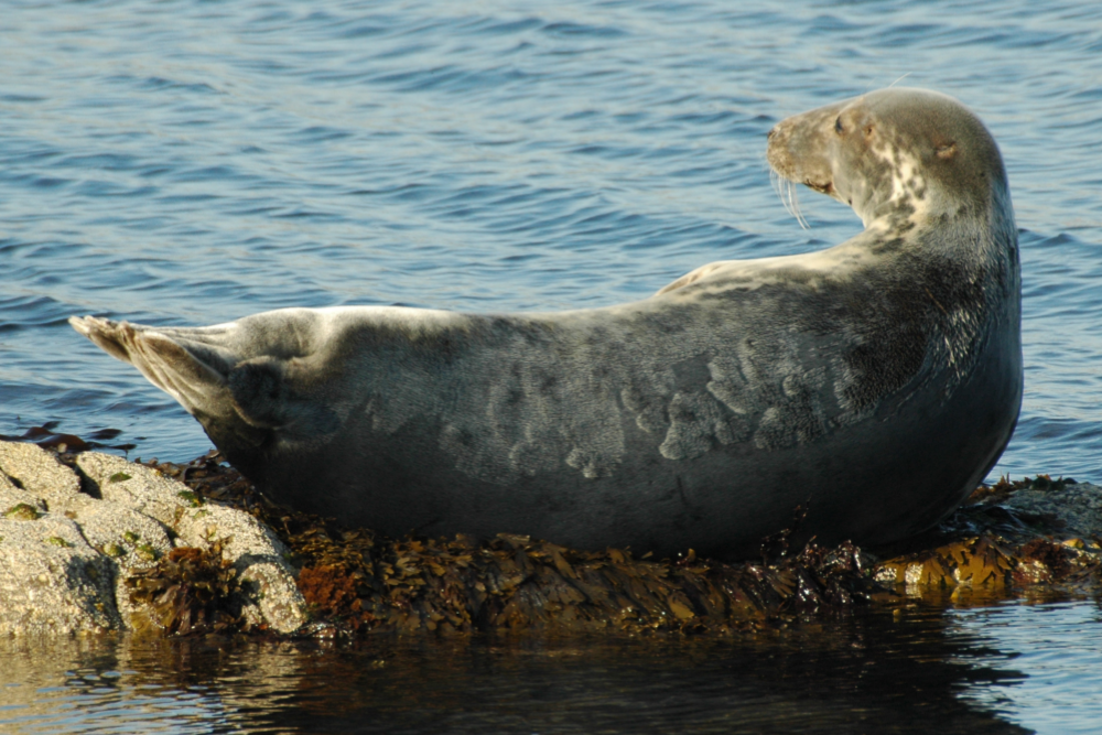 Seal on rock