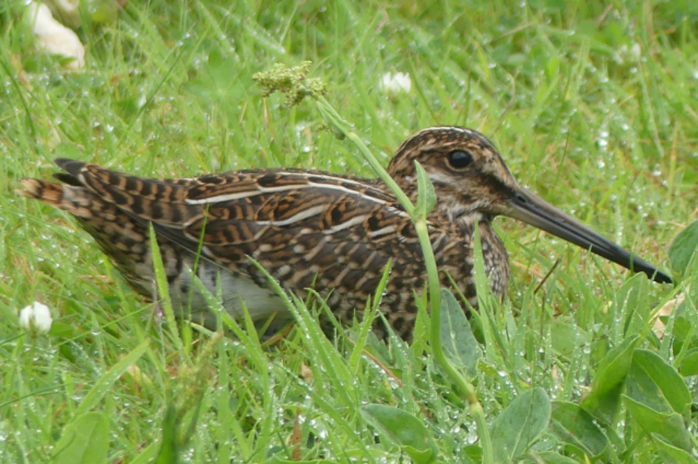 Snipe